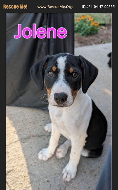 ADOPT 24041700565 Black And Tan Coonhound Rescue Panama City FL