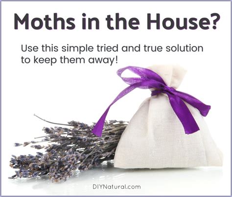 Moths In House? Make a Moth Sachet With These Herbs To Rebuff Them