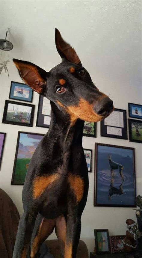 The famous Doberman head tilt | Dog friends, Doberman pinscher dog ...