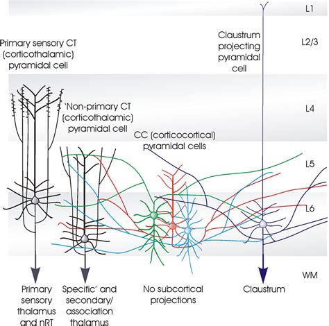 Frontiers Neocortical Layer 6 A Review Frontiers In Neuroanatomy