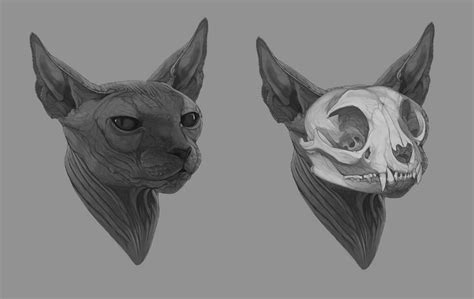 Anatomic Study Sphynx Cats Skull On Behance Sphynx Cat Tattoo Cat