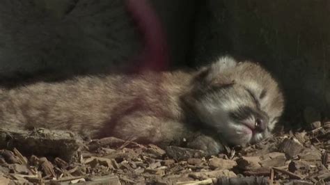 Paris zoo welcomes newborn animals [Video]