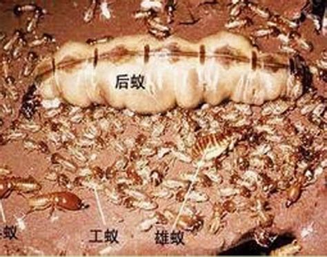 灭白蚁篇（1200起）新余灭白蚁顺天有害生物防治有限公司