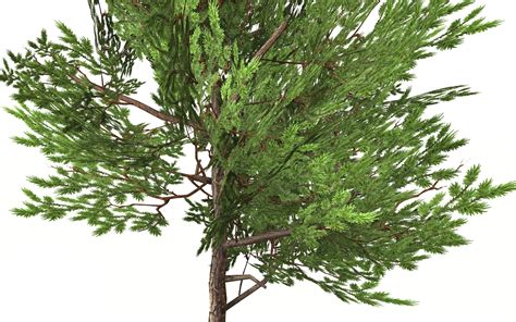 3d Realistic White Cedar Tree Model Turbosquid 1517366