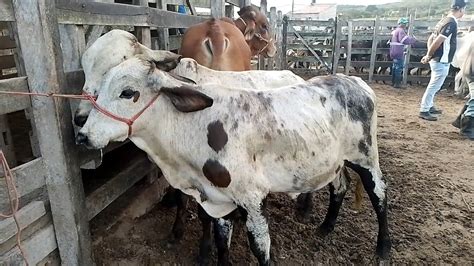 Feira De Gado Em Capoeiras Pe De Maio De Youtube