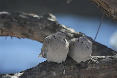 Backyard Birds: Eurasian Collared-Dove Nesting Pair - Birds Calgary