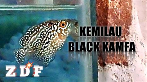 Kemilau Black Kamfa Burayak Louhan Kamfa F Ori Thailand Youtube