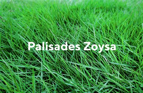 How To Get Zoysia Grass To Grow Amazon Com Zenith Zoysia Grass Seed 2