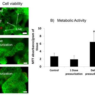 Cell Viability And Metabolic Activity In Nucleus Pulposus Tissue With