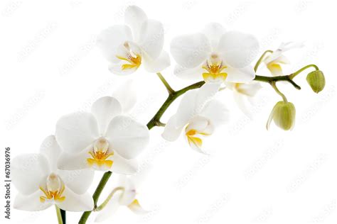 White Orchid Isolated On White Stock Photo Adobe Stock