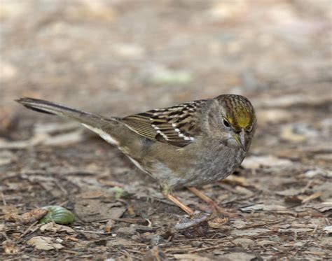 Pictures And Information On Golden Crowned Sparrow