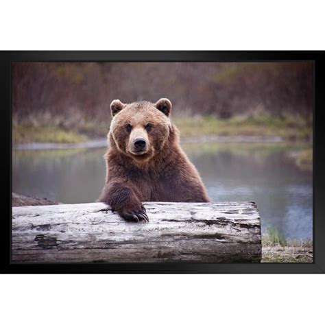 Millwood Pines Bear Decor Bears Poster Photo Framed On Paper Print