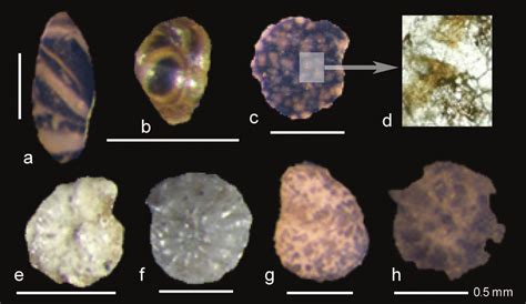 Microfossil Illustrations From The Immiugak A 06 Well A B