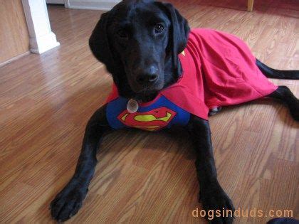 9 Black lab costumes ideas | dog costumes, dog halloween costumes, dog ...