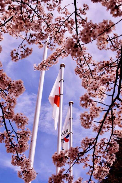 Learn The Fascinating History Behind the Japanese Flag