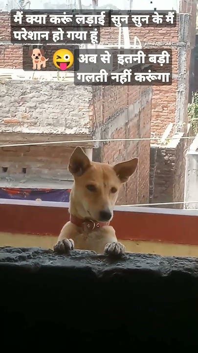 मैं क्या करूं लड़ाई सुन सुन के मैं परेशान हो गया हूं ।🐕😜😜funny Short