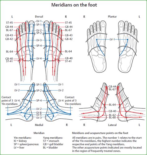 Interrelationships Between Zones Of The Feet And Meridians