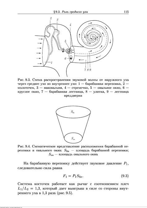 Барабанные—перепонка - Справочник по медицине PRO7