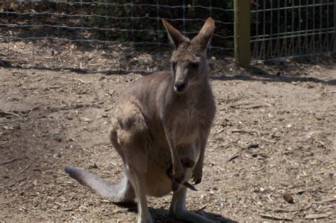 Wonderful Wallabies - Australia Photo (1003776) - Fanpop