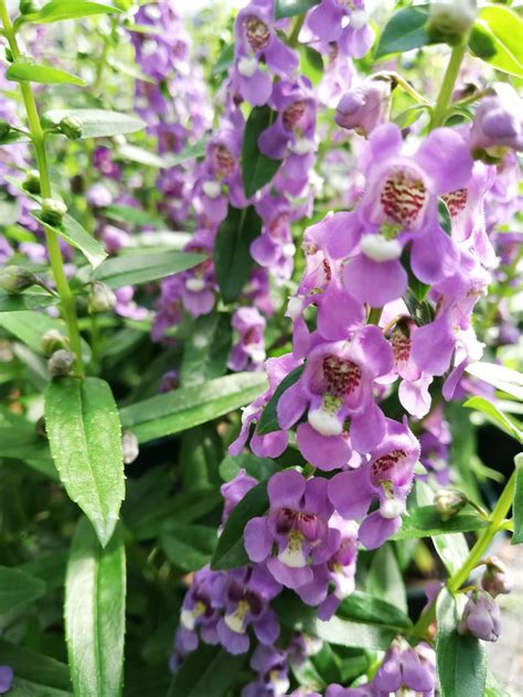 Garden Chronicles of James David: Angelonia Plant Care