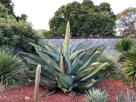 Plant FAQs Agave Salmiana