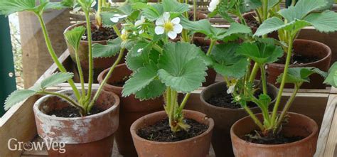 How To Grow Strawberries Successfully In Containers