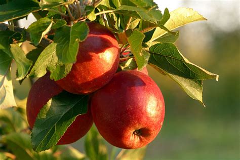 When To Spray Apple Trees Tips From Raintree Nursery