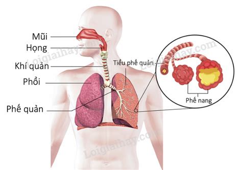 Chức Năng Của Cơ Quan Hô Hấp Hiểu Rõ để Bảo Vệ Sức Khỏe