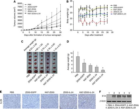 Anti Tumour Activity Of Ki67 Zd55 Il 24 In The A375 Xenograft Model