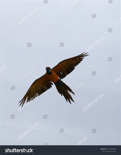 Yellowblue Macaw Parrot Flying White Background Stock Photo 1274325304 ...