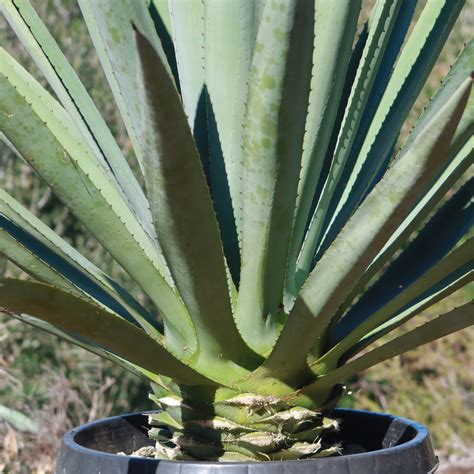 Shop Blue agave 'Tequila Plant' Agave Tequilana - Care and Info ...