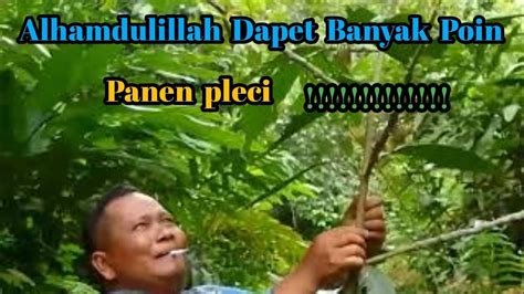 Mikat Burung Pleci Di Hutan Raya Kalimantan Pikat Youtube