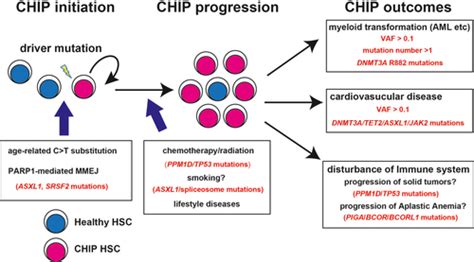 Clonal Hematopoiesis And Associated Diseases A Review Of Recent