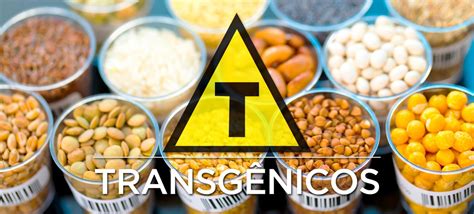 Vantagens E Desvantagens Dos Alimentos Transgênicos