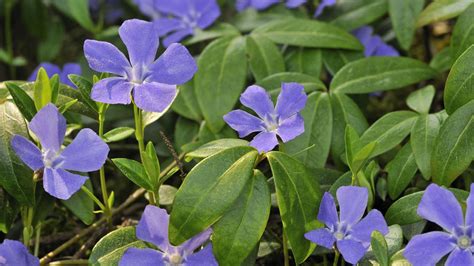 Immergrüne Bodendecker Zehn Stauden als Blickfang für den Garten