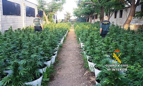 Descubren Una Plantaci N De M S De Macetas De Marihuana En Una