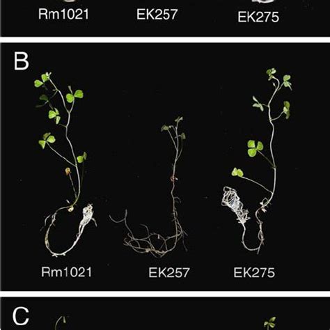 Localization Of Typa Expression In Medicago Truncatula Dza