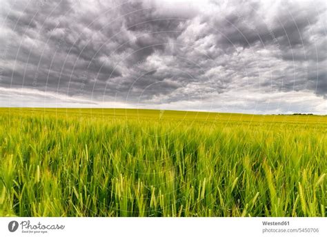 Uk Scotland East Lothian Field Of Barley A Royalty Free Stock