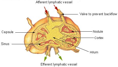 Lymphatic system - Wikipedia