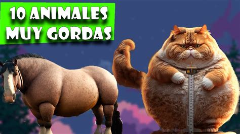 Descubre Los 10 Animales más Gordos del Mundo YouTube