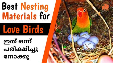 African Love Birds Best Nesting Materials Love Birds Breeding Tips