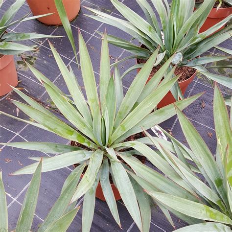 Buy Yucca Gloriosa Plants Online Delivery By Charellagardens