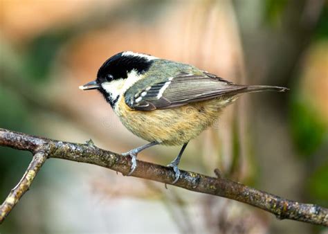 Coal Tit Periparus Ater Found Across Europe And Parts Of Asia