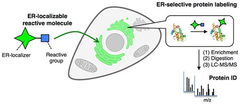 Endoplasmic Reticulum Diagram Labeled