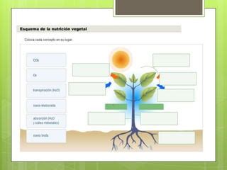 Nutrici N En Hongos Y Plantas Ppt