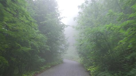 Foggy forest road. 33548404 Stock Video at Vecteezy