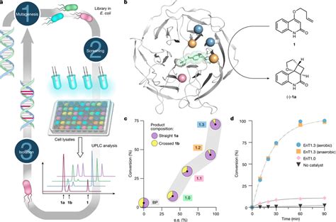 Directed Evolution Of An Efficient And Enantioselective Photoenzyme A