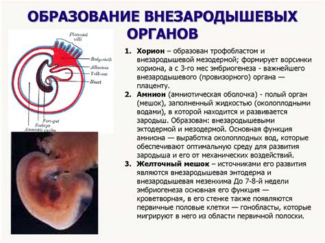 Эмбриология человека - презентация онлайн