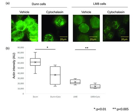 Actin Polymerization And Intensity With Or Without Cytochalasin A