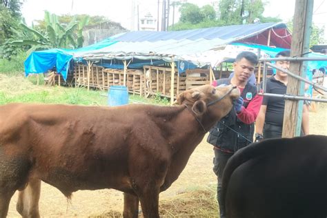 Pemkab Lampung Selatan Pastikan Stok Hewan Kurban Untuk Idul Adha Aman